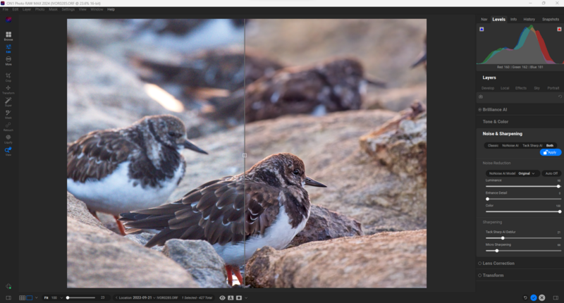 Shorebirds with mottled brown and white plumage resting on rocky ground near water.