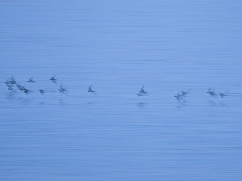 A flock of birds in formation flying across a calm blue water surface at dawn or dusk.