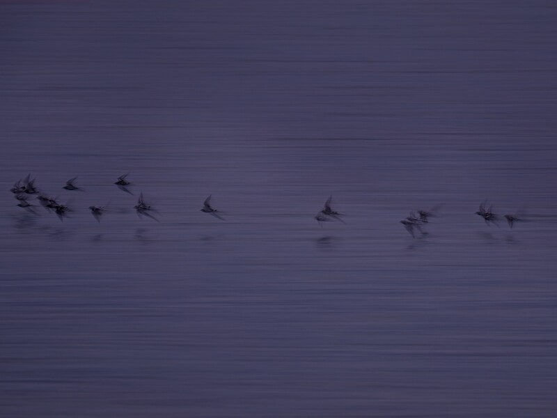 Flock of birds in flight silhouetted against a dusky purple sky.