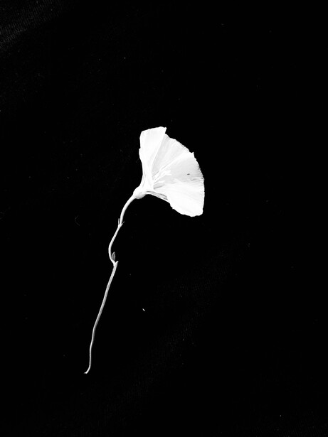 Single white flower with curved stem against black background.