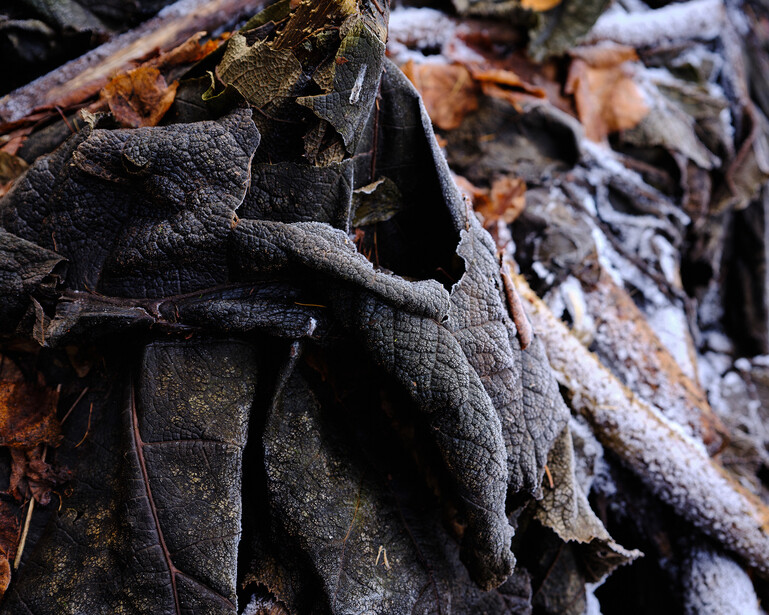 Charred wood texture with layered ash and blackened surface details.