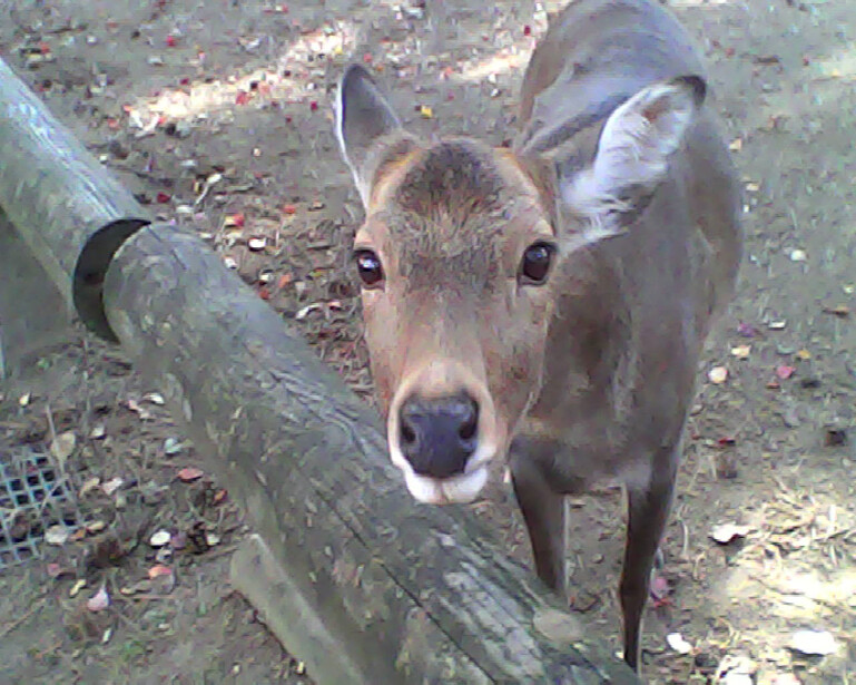 Mule deer doe looking directly at camera in natural outdoor setting with fallen log.