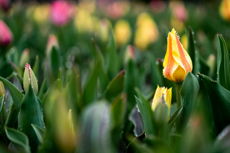 Yellow and red tulip in sharp focus with blurred pink and yellow flowers in background.