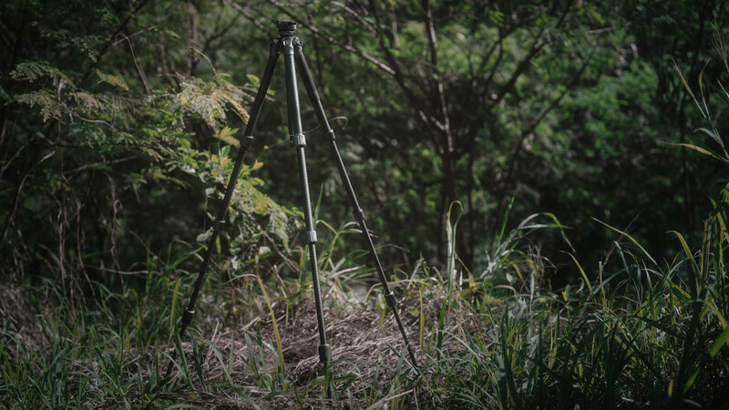 Tripod with long legs positioned in overgrown grass and vegetation amid dense woodland foliage.