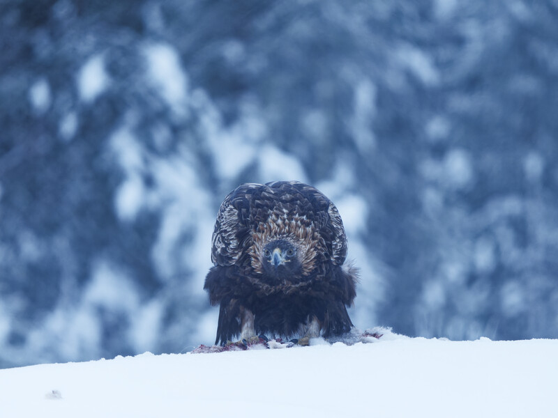 Bald eagle sitting in snow with snow-covered forest in soft focus behind it.