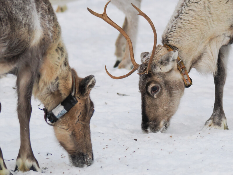 Three reindeer in snow, with two in close-up showing antlers and one wearing a tracking collar.