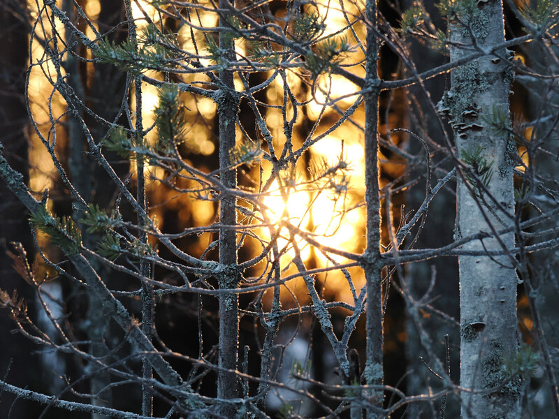 Frost-covered evergreen branches frame a golden sunset glow through a forest of bare trees.