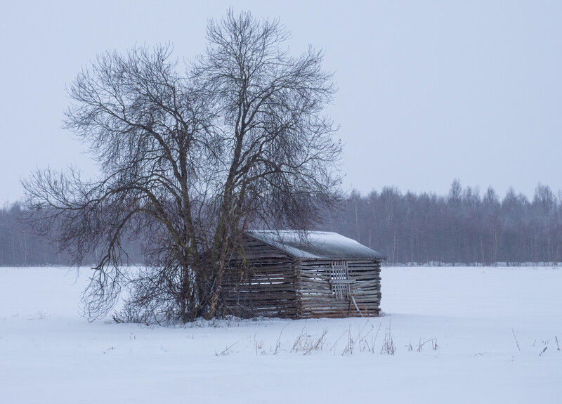 Bare tree beside an abandoned log cabin in a snowy landscape at dusk.