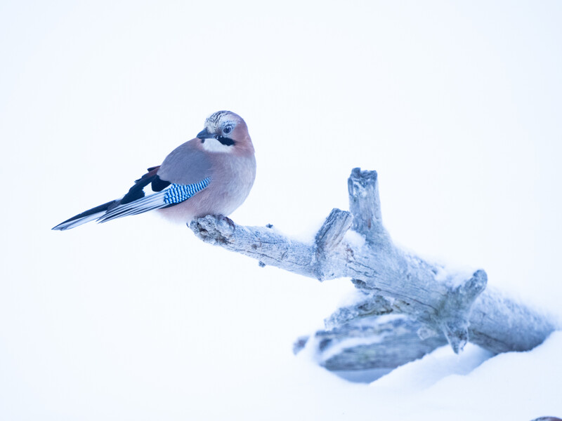 Blue jay perched on a frost-covered branch against a white background.