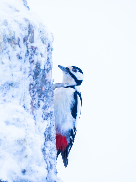 Great spotted woodpecker clinging to snow-covered tree trunk with red underside visible.