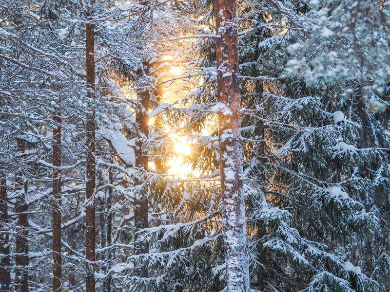 Sunlight breaking through a snowy coniferous forest canopy at golden hour.
