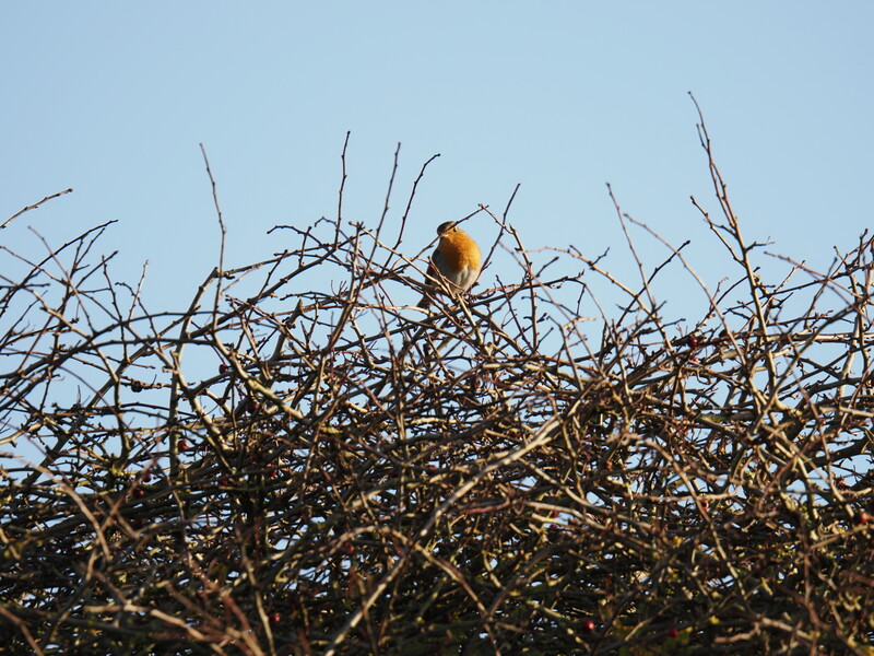 Small brown bird perched atop a dense tangle of dried branches and twigs against clear sky.
