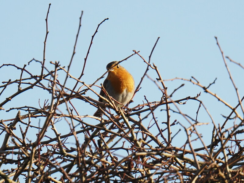 Robin perched on bare winter branches against a clear blue sky.