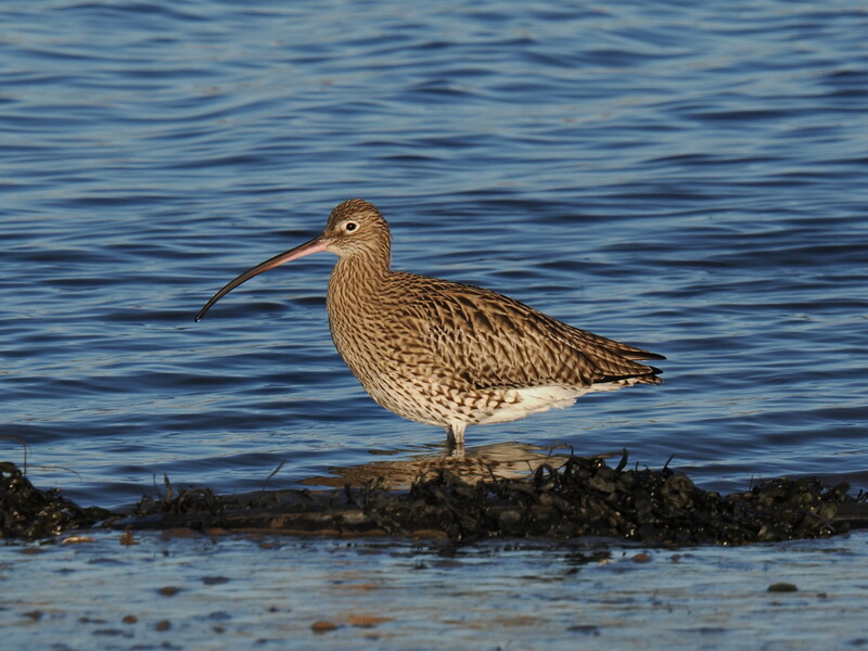 Shorebird with streaked brown plumage and long curved bill standing on rocky outcrop in shallow water.