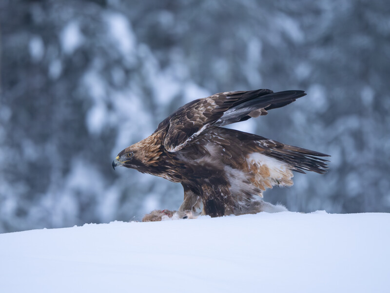 Golden eagle landing on snow with wings spread, forested snowy background slightly out of focus.