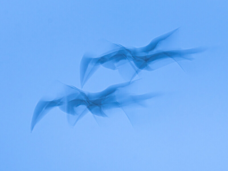 Two manta rays swimming upward through blue ocean water with motion blur.