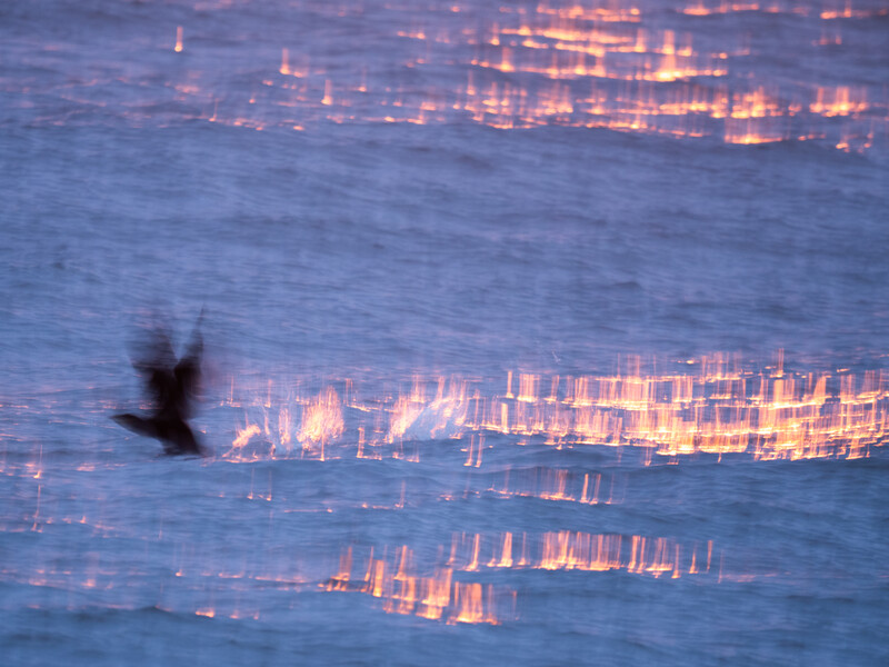 Bird in flight over water with golden light reflections streaking across blue surface.