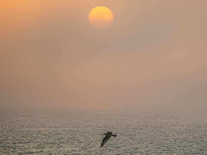Dolphin leaping from calm ocean water under a large sun in hazy golden light.