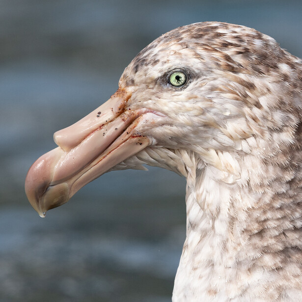Close-up profile of a gull's head showing detailed plumage and pale eye against blurred water background.