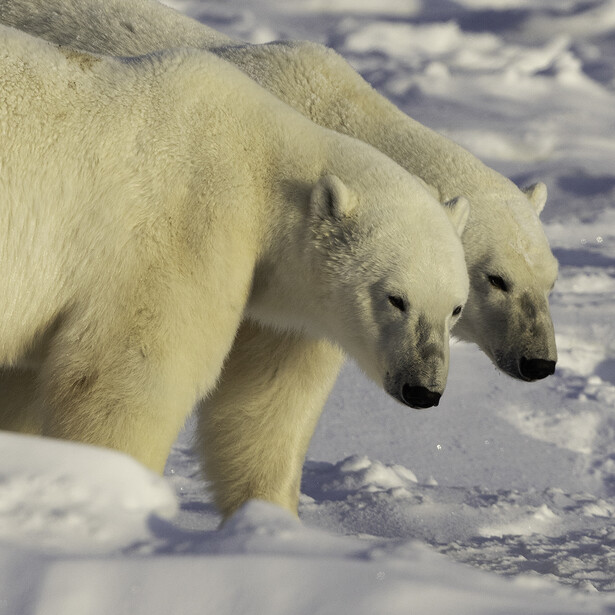 Two polar bears walking across snow and ice in Arctic terrain.