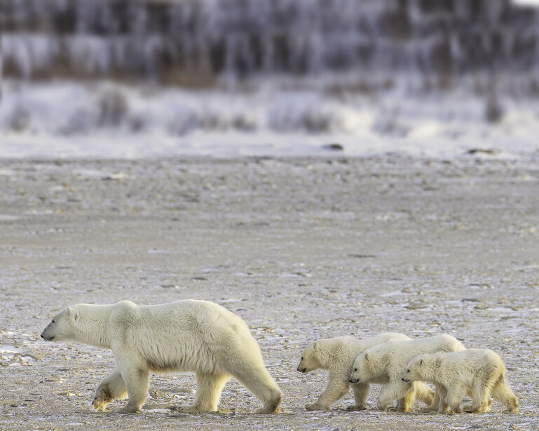 Polar bear mother walking across snow with two cubs following behind her.