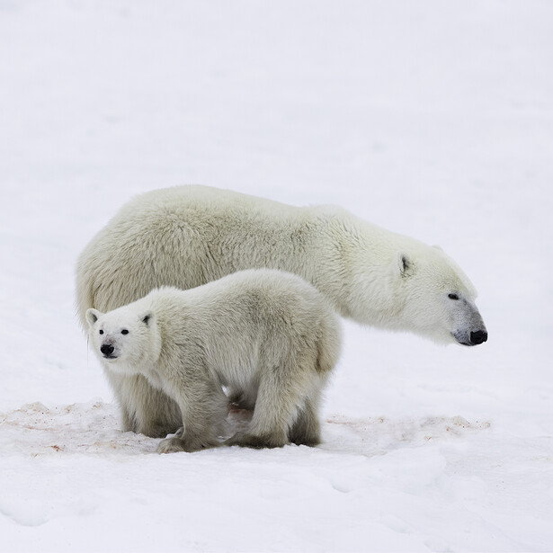 Adult polar bear and cub standing together on snow and ice.