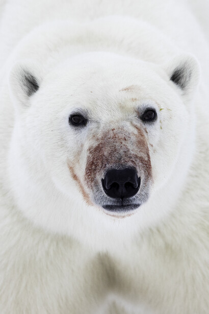 Close-up portrait of a polar bear's face with dark eyes and nose against white fur.