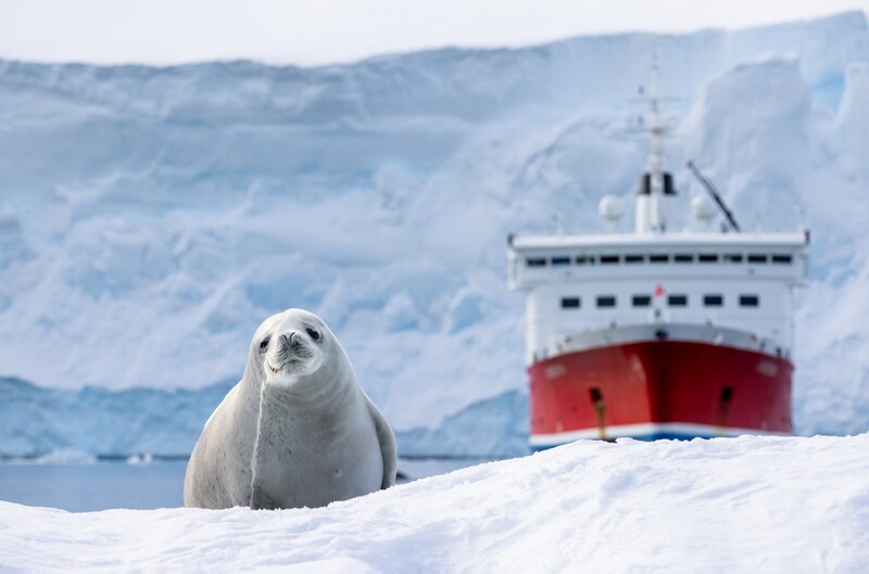 Seal pup on snow with red and white ship in background.