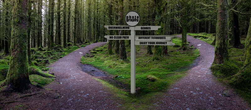 Forest path splits at a wooden signpost with multiple directional signs in a moss-covered woodland.