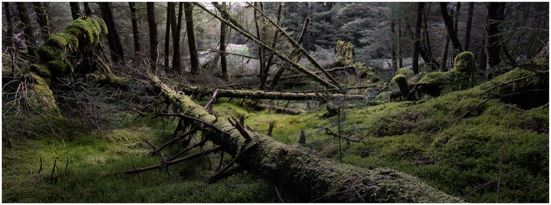 Moss-covered fallen logs scattered across a lush forest floor beneath tall trees.