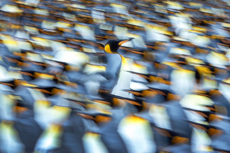 Great crested grebe with distinctive black head plumes swimming among a blurred colony of similar birds.