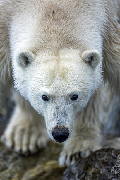 Close-up portrait of a polar bear's face looking directly at camera with intense gaze.