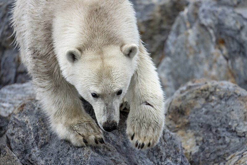 Polar bear walking across rocky terrain, looking directly at camera with alert expression.