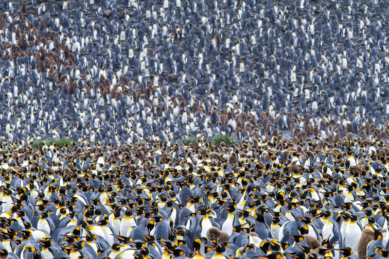 Massive penguin colony densely packed together, with white and dark plumage creating distinct pattern layers.
