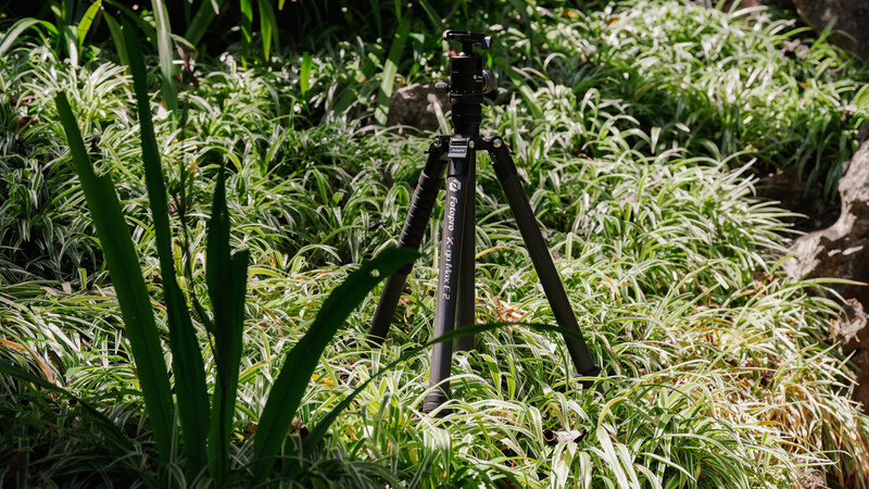 Camera tripod with black legs set up among tall ornamental grasses in natural daylight.