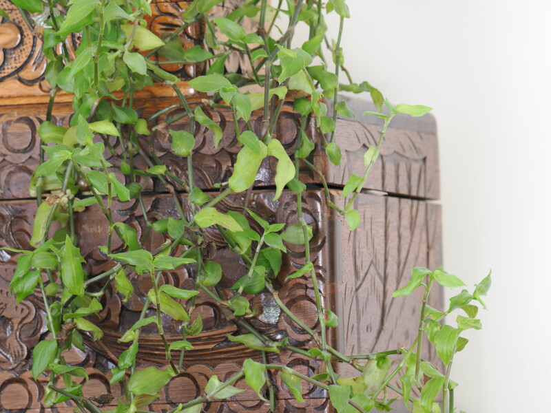 Climbing ivy with bright green leaves covering ornately carved wooden panels.