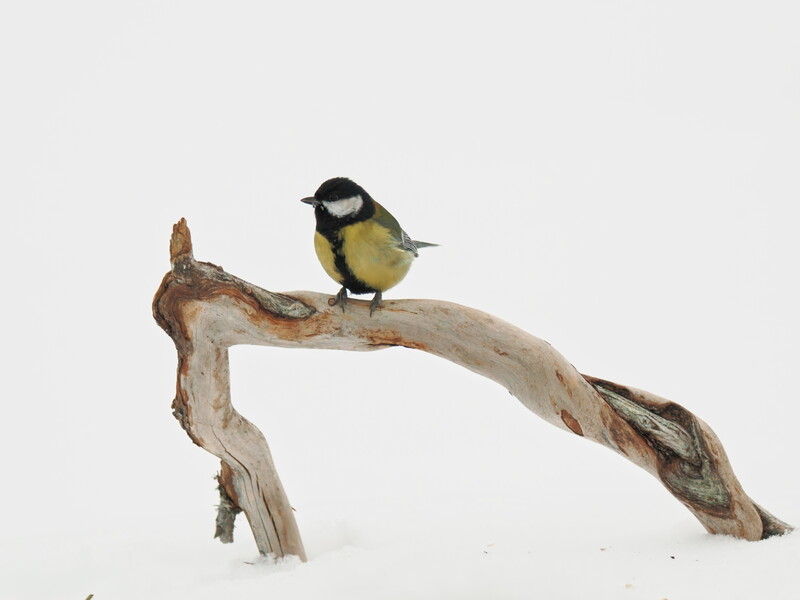 Great tit perched on a gnarled, weathered branch against a white background.