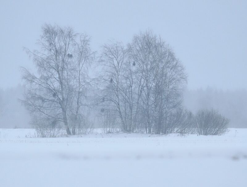Bare trees standing in deep snow under heavy fog and overcast sky.