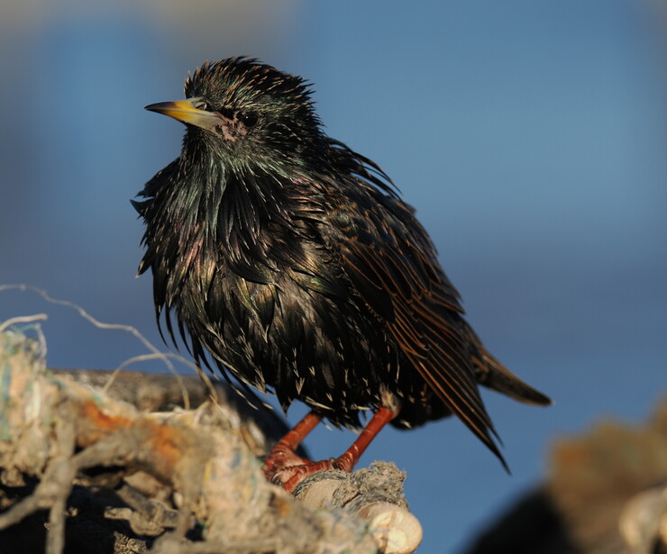Starling perched on lichen-covered rock with blue sky background.