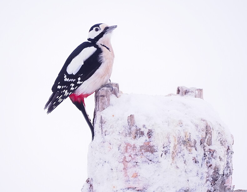 Great spotted woodpecker perched on a weathered white wooden post against a gray sky.