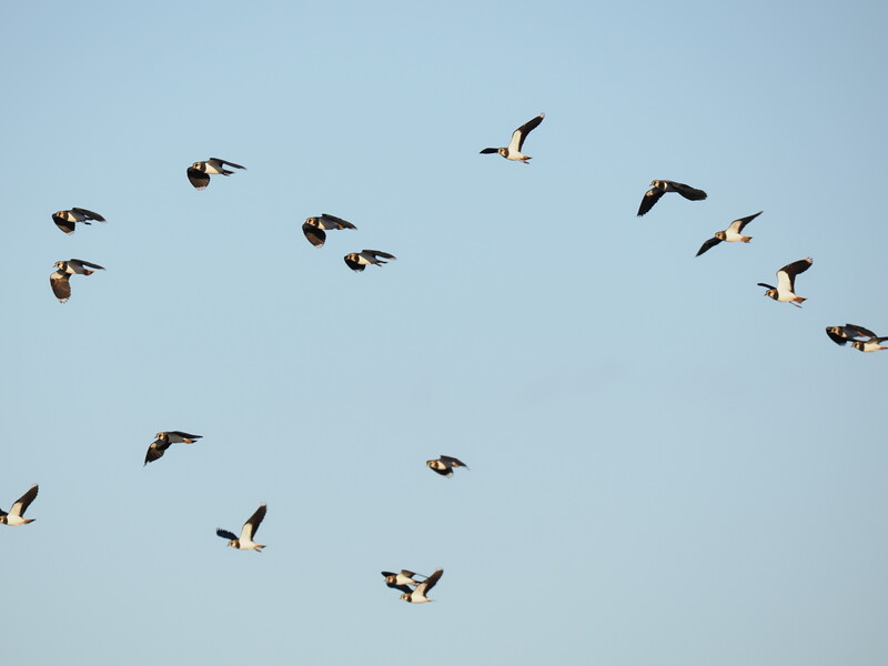 Flock of birds in flight against a clear blue sky, captured mid-motion in loose formation.