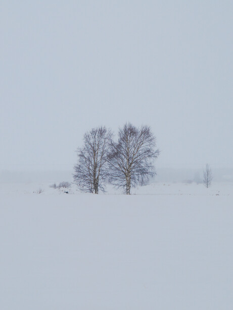 Two bare trees standing alone in a snow-covered field under overcast sky.