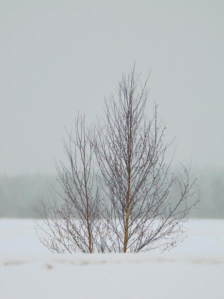 Bare tree standing alone in snow with overcast sky and distant forest.