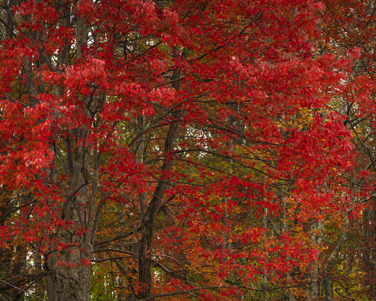bright red leaves of tree in autumn