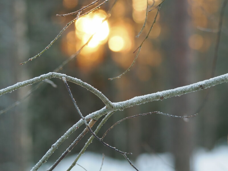 Frost-covered branches in sharp focus with warm, bokeh lights glowing softly in the background.