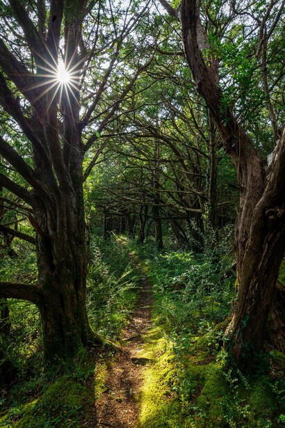 Forest path lined with tall trees, sunlight streaming through canopy overhead.