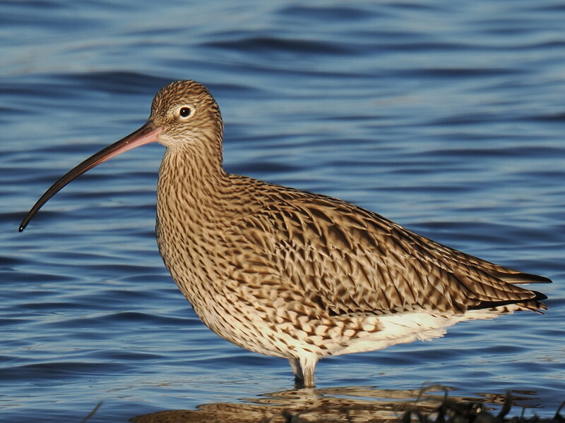 Curlew wading bird with long curved bill standing in shallow water.