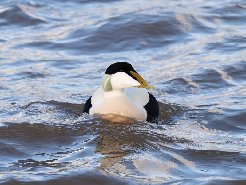 Black and white diving duck swimming in shallow ocean waves near shore.