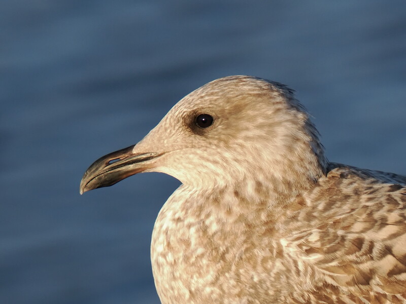 Close-up profile of a gull with mottled brown and white plumage against blue water background.