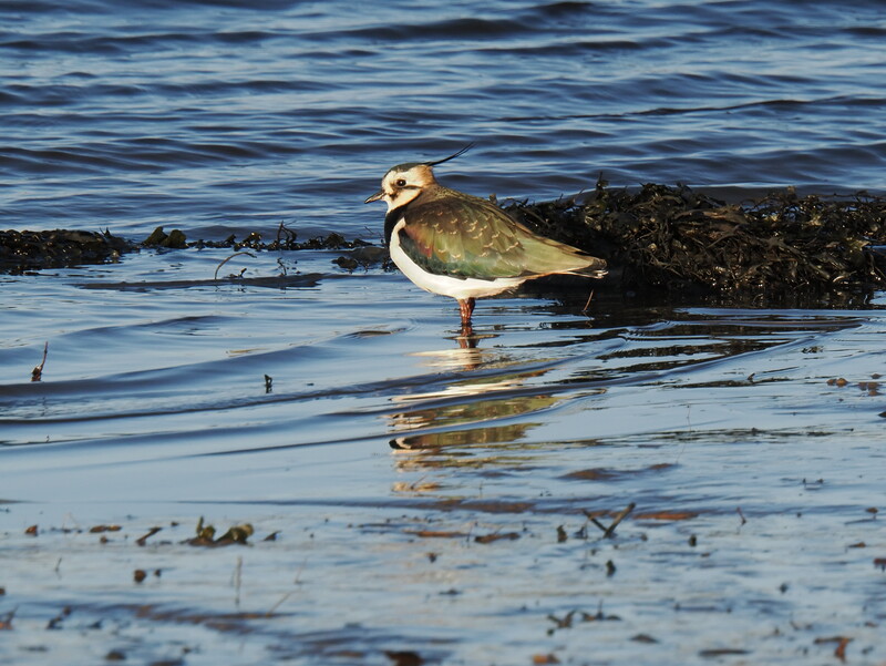 Shorebird standing in shallow water near rocks and seaweed, casting a reflection in wet sand.